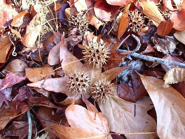 Sweetgum ballen