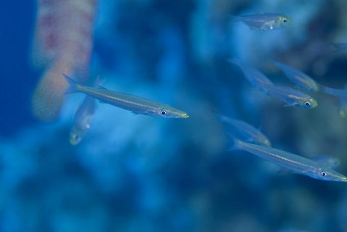 Juvenile Barracuda (Sphyraena Sp.). Gevonden tussen een dichte school van gele veegmachine die gebruik maakte van de bescherming van een Redmouth-tandbaars, totdat hun toenemende omvang hun camouflage weggaf. rode Zee