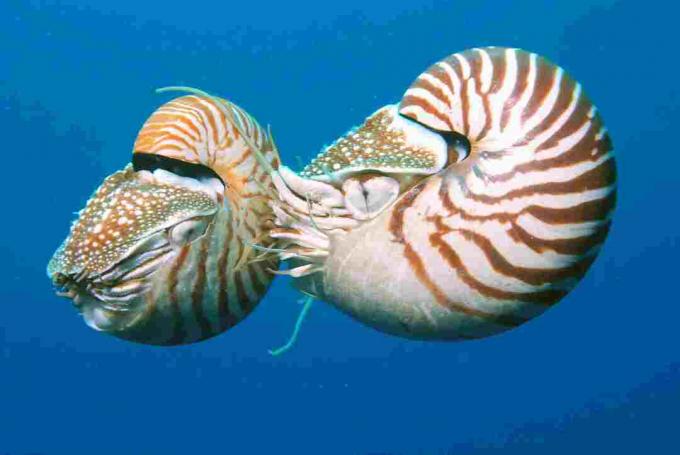 Twee nautilussen