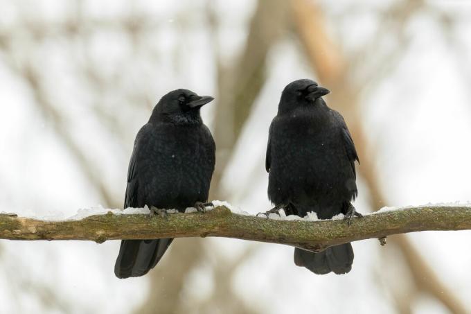 twee kraaien zittend op tak