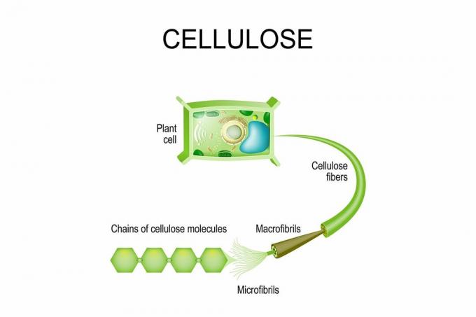 Cellulose in planten