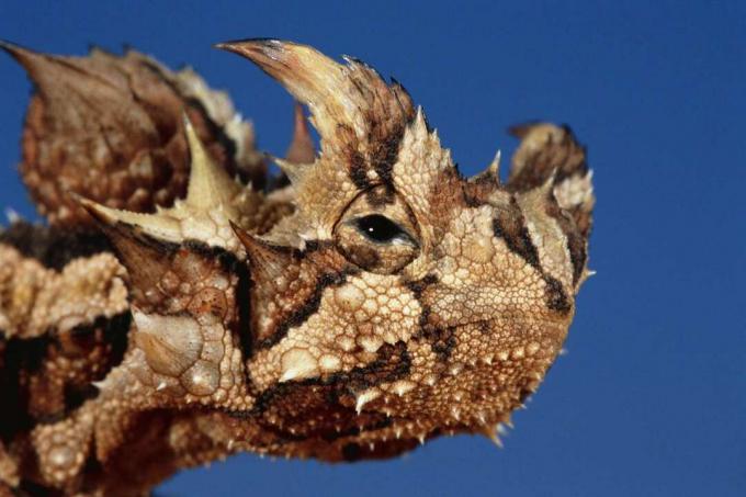 Hoofd van een Thorny Devil Lizard