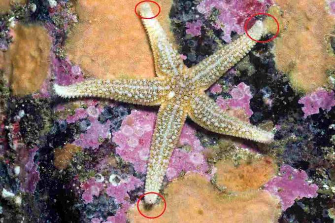 Common Sea Star, met oogvlekken / Paul Kay, Getty Images