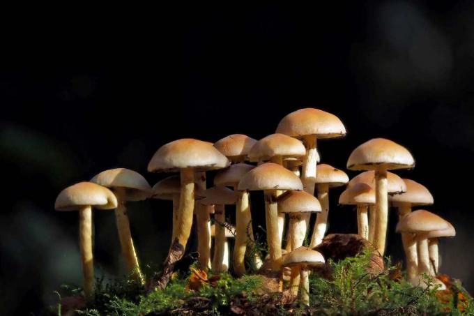 Paddestoelen groeien op een bemoste veld