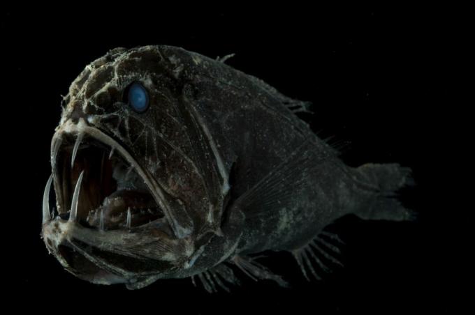 Fangtooth Fish