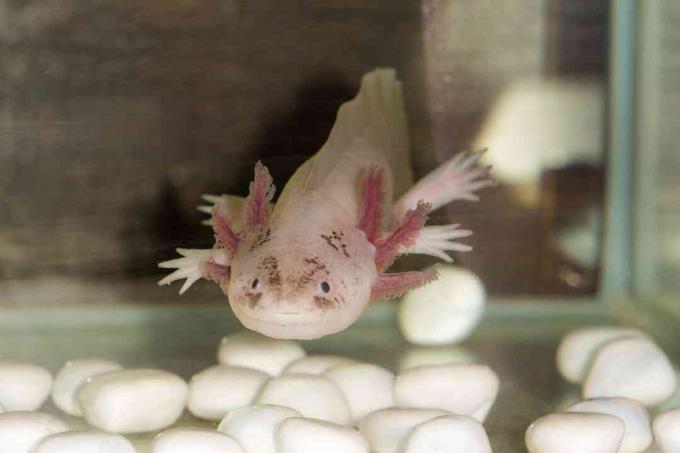 Een axolotl eet alles dat klein genoeg is om in zijn mond te passen.