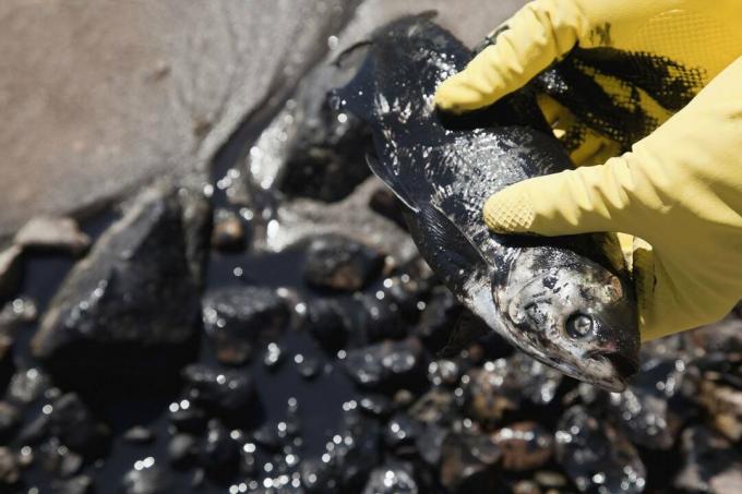 Dode vissen bedekt met olie