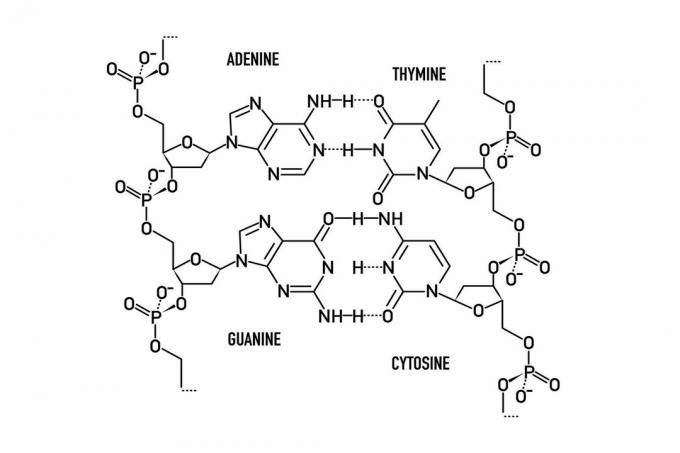Basenparen in DNA