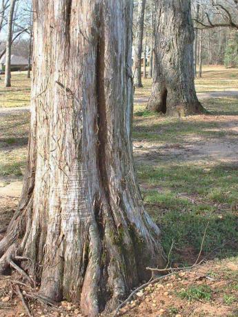 Red Cedar Bark