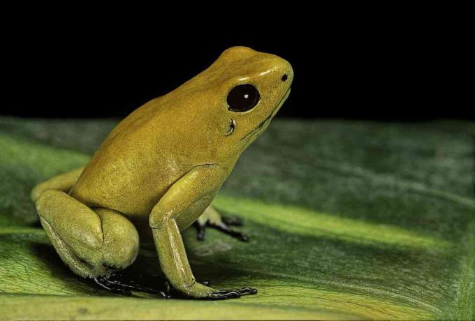 De gouden gifkikker (Phyllobates terribilis) is de meest giftige pijlgifkikker.