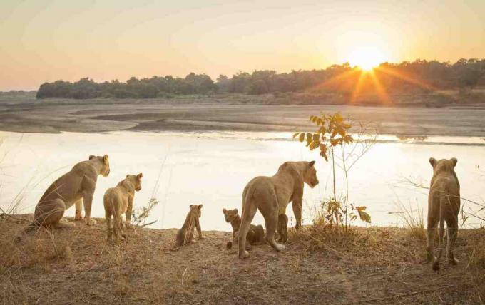 Leeuwinnen met welpen door rivier bij zonsondergang in South Luangwa National Park, Zambia