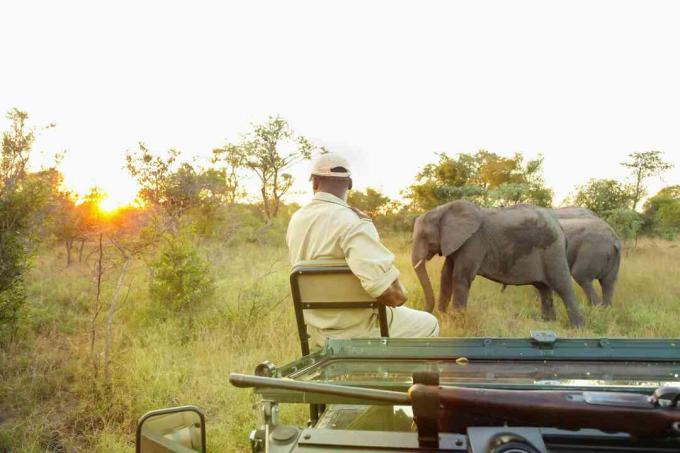 Conservation tracker guide zittend op de voorkant van een safarivoertuig kijken naar Afrikaanse olifanten in een wildreservaat