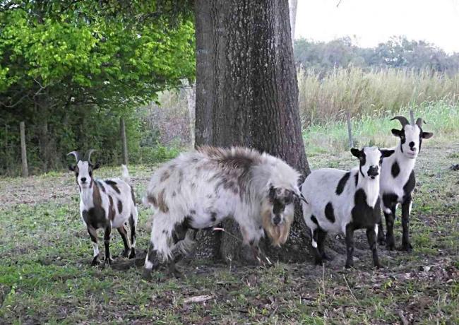 Groep flauwvallen geiten