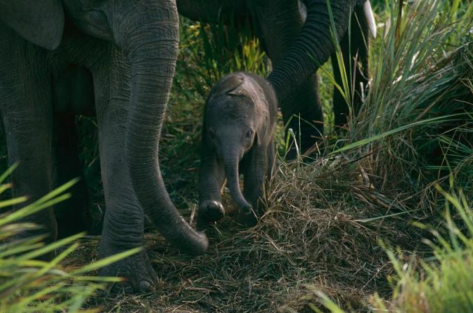 Babyolifant bij Virunga National Park