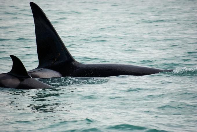 Mannelijke en vrouwelijke orka's