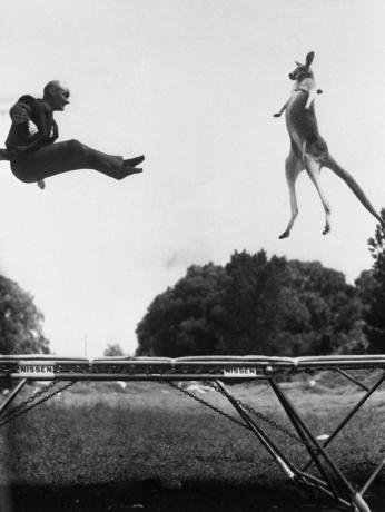 Kangoeroe en man springen op een trampoline, zwart-wit foto.