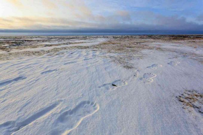 IJsbeersporen in de met sneeuw bedekte interieurs van Canada en Alaska, waar continentale poollucht ontstaat