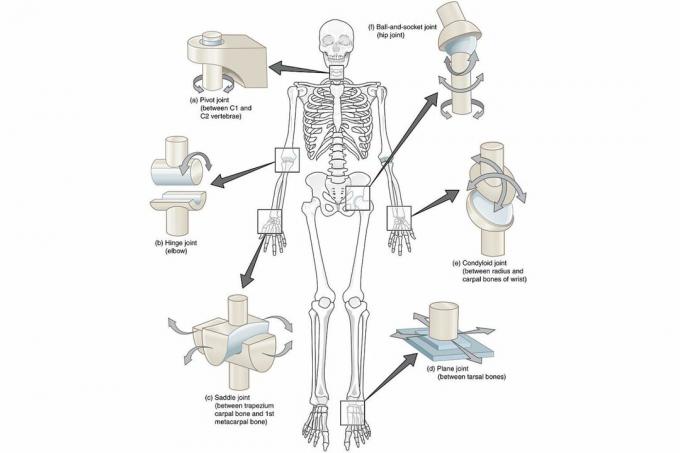 Diagram van synoviale gewrichten door het hele lichaam op een witte achtergrond.