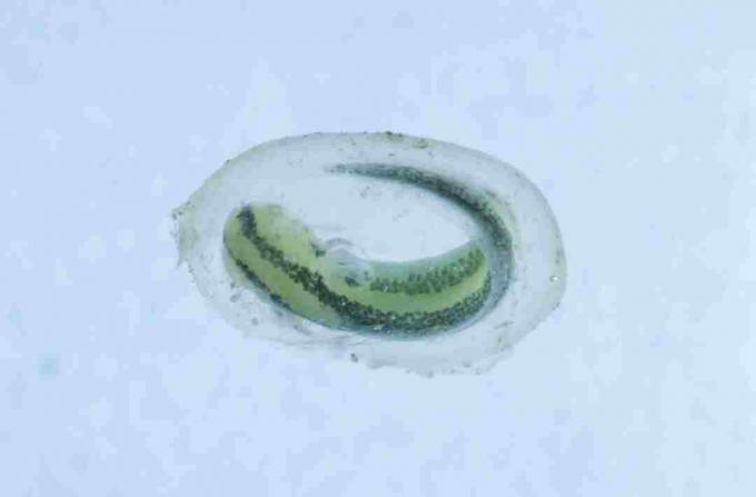 Dit is een newt in zijn eierzak. Net als salamanders zijn salamanderlarven herkenbaar in hun eieren.