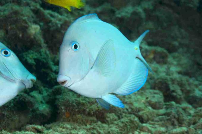 Atlantische blauwe tang (Acanthurus coeruleus)