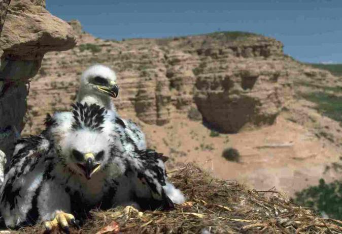 Twee steenarend kuikens zitten in een nest op een klif in de Pawnee National Grassland in Colorado. | Locatie: Pawnee National Grassland, Colorado, VS.