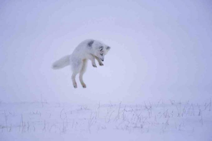 Wanneer een poolvos een knaagdier onder de sneeuw hoort, springt hij de lucht in om zwijgend van boven op een prooi te bespringen.