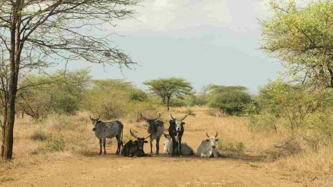 Zebu in het Awash Park, Afar, Ethiopië