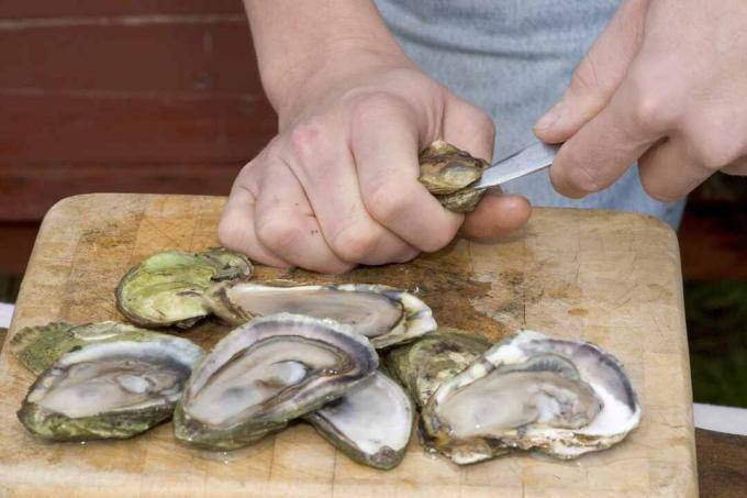 Verse oesters openen