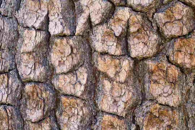 Pine Bark close-up