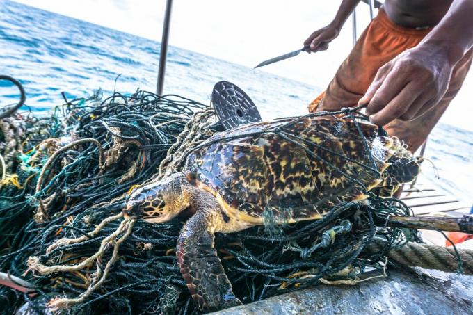 Man met mes redt Critically Endangered Hawksbill Sea Turtle verward Ghost Net