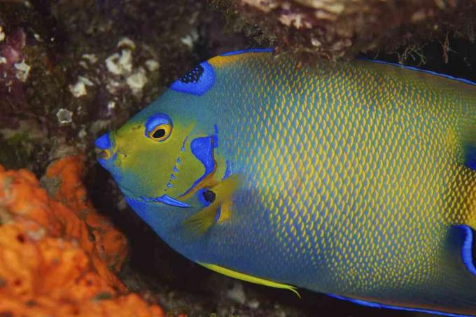 Queen Angelfish