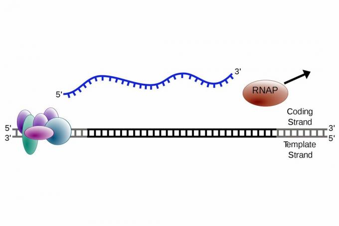 diagram transcriptiestap van beëindiging