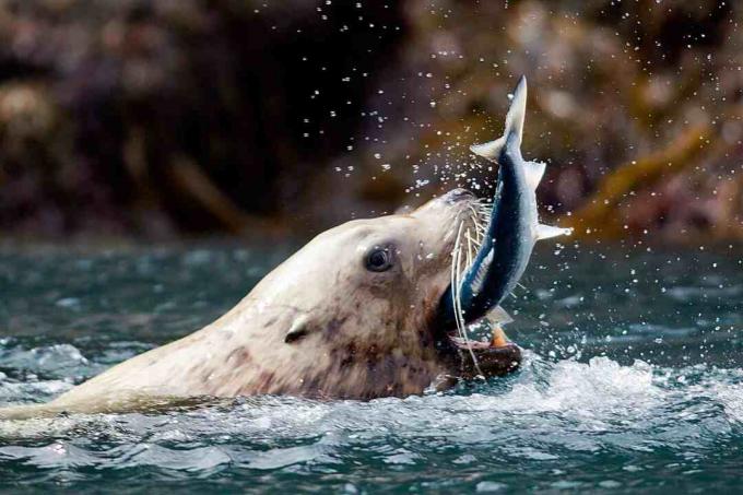 Zeeleeuw vangt vis
