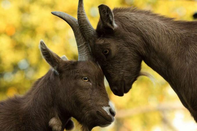 Pygmy Goats Billy en Nanny