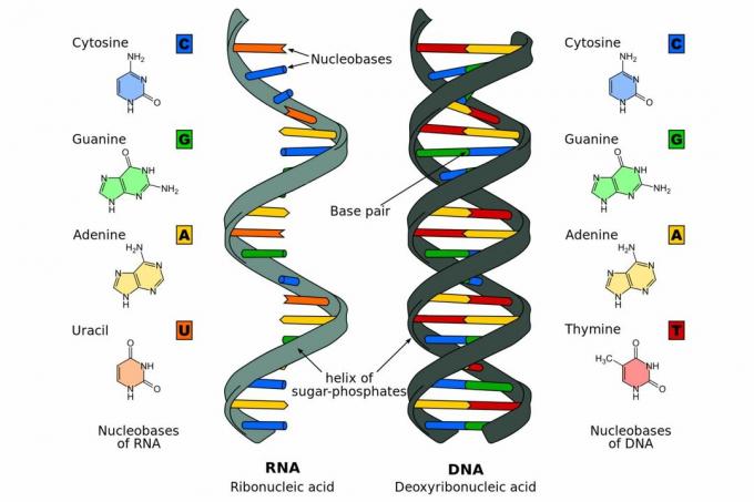 DNA versus RNA