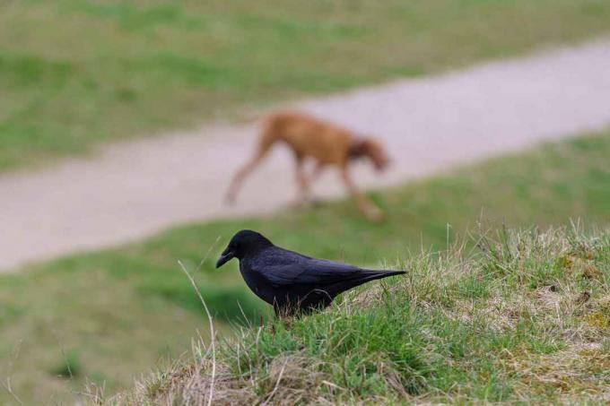 kraai met uitzicht op een hond