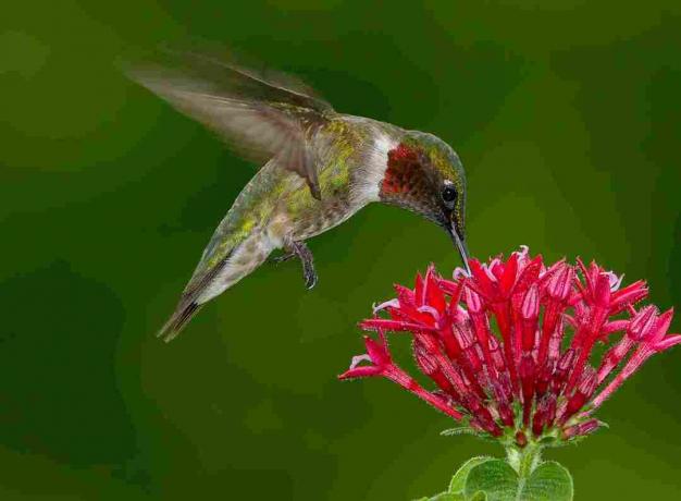 Een mannelijke Ruby-keel kolibrie tijdens de vlucht zweven en drinken uit een cluster van kleine rode bloemen tegen een groene achtergrond