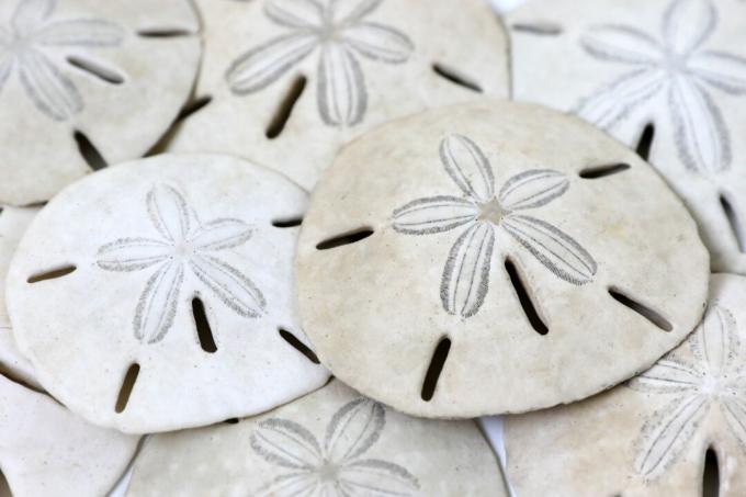 Close up van stapel sanddollars