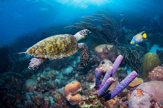 Wueen Angelfish en Hawksbill Turtle, Ntherlands Antilles