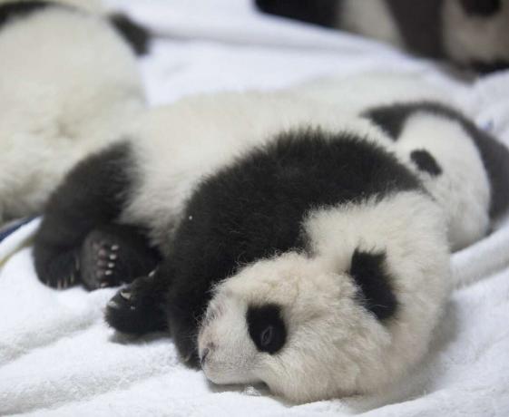 Schattige baby reuzenpanda