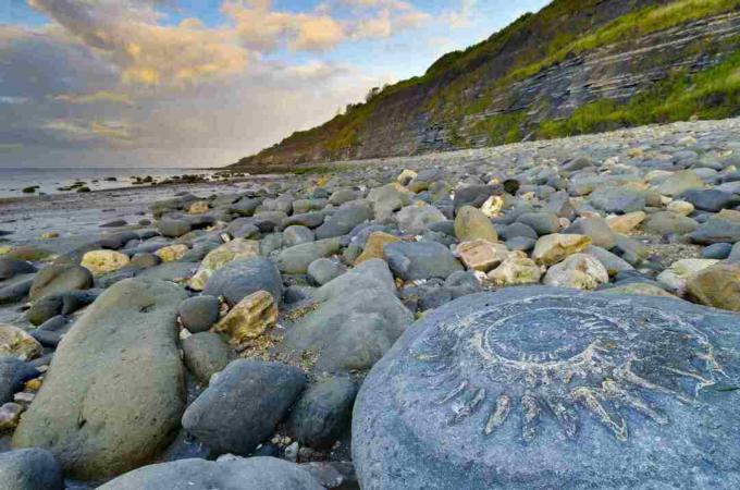 VK, Engeland, Dorset, Lyme Regis, Monmouth Beach, Ammonietbestrating, Groot ammonietfossiel