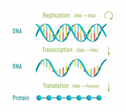 Stroomschema van transcriptie en vertaling