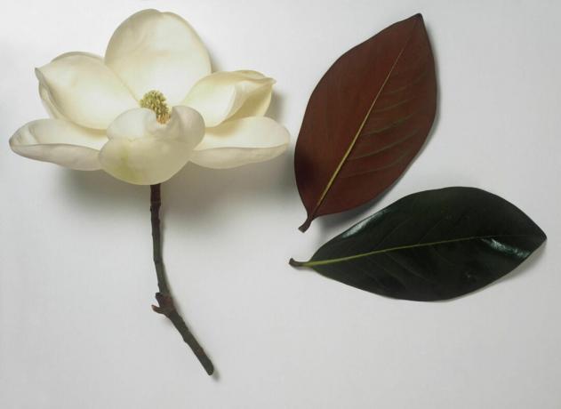 Magnolia grandiflora (Bull bay) puur wit