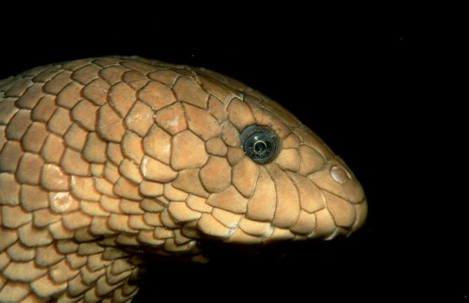 Olijf zeeslang, Hydrophiidae, Stille Oceaan, Papoea-Nieuw-Guinea