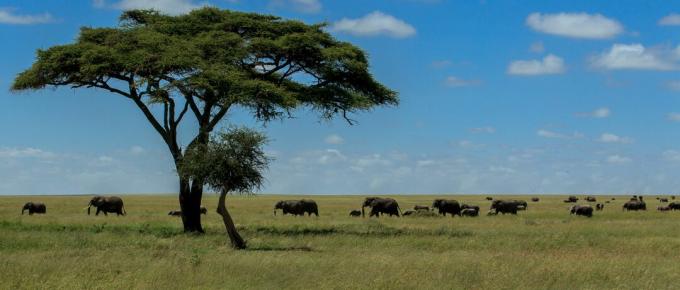 Panoramische opname van olifanten op veld tegen hemel