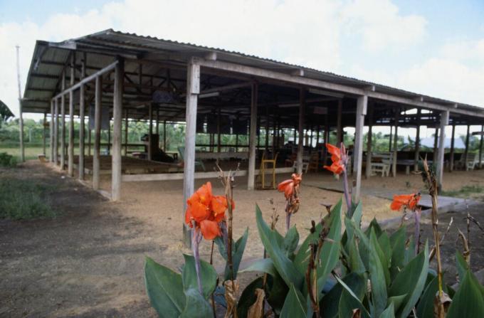 Bloemen groeien door verlaten Jonestown Pavilion.