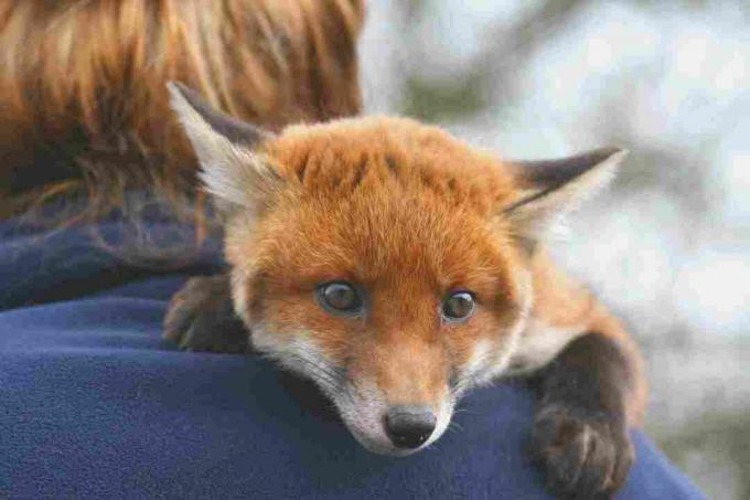 Op sommige plaatsen is het legaal om een ​​rode vos als huisdier te houden.
