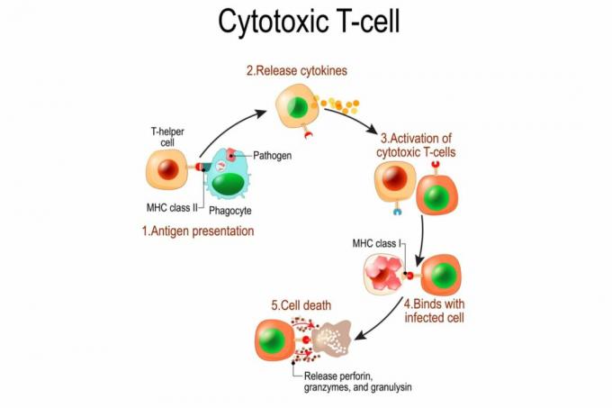 T-celactivering