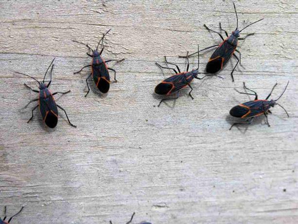 Box Elder Bugs