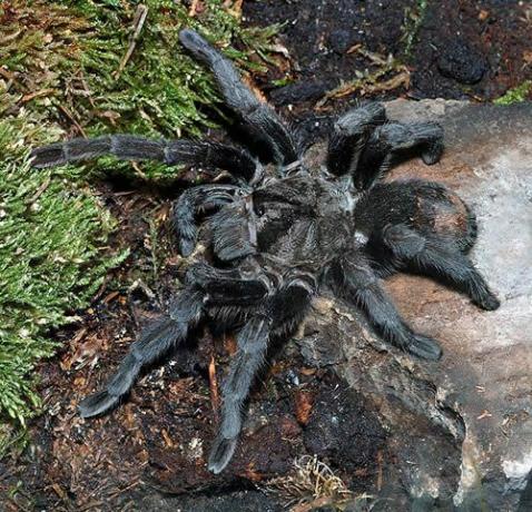 Braziliaanse zwarte tarantula (Grammostola pulchra)